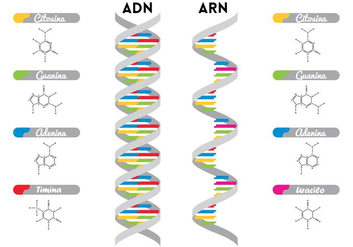 Diagrama de la estructura del ADN y ARN. Imagen extraída de https://diferencias-entre.org/diferencias-entre-adn-y-arn/.