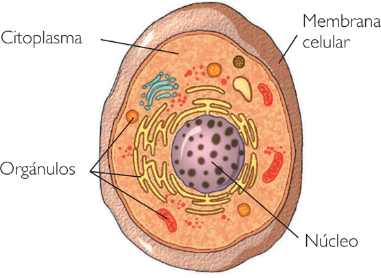 Diagrama simplificado de una célula eucariota. Imagen extraída de https://biologiarubenurjc.wordpress.com/2012/03/19/membrana-nucleo-y-citoplasma/.