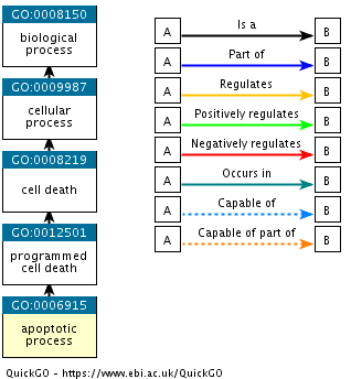 Subárbol de Gene Ontology, donde se presenta el término “apoptosis” (apoptotic process) y sus términos ancestros. Imagen extraída de https://www.ebi.ac.uk/QuickGO/term/GO:0006915.